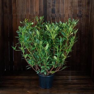 Rhododendron 'Cunningham's White' WIT 80-100 cm cont. 15L - afbeelding 2