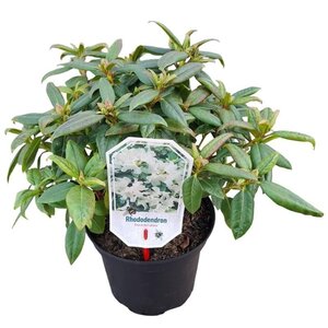 Rhododendron 'Dora Amateis' dwerg WIT 25-30 cm cont. 3,0L - afbeelding 2