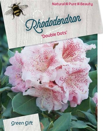Rhododendron 'Double Dots' WIT 40-50 cm cont. 10L