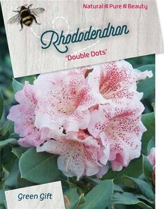 Rhododendron 'Double Dots' WIT 70-80 cm cont. 30L