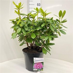 Rhododendron 'Delta' 50-60 cm cont. 10L - afbeelding 1