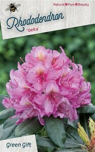 Rhododendron 'Delta' 50-60 cm cont. 10L - afbeelding 2