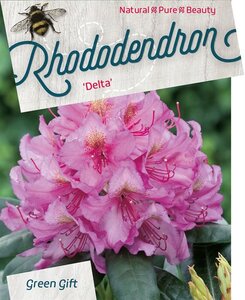 Rhododendron 'Delta' PAARS 50-60 cm cont. 10L