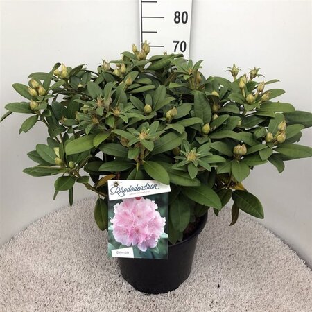 Rhododendron (Y) 'Doc' ROZE 40-50 cm cont. 20L - afbeelding 3