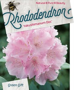 Rhododendron (Y) 'Doc' ROZE 40-50 cm cont. 20L - afbeelding 4