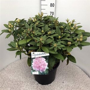 Rhododendron (Y) 'Doc' ROZE 40-50 cm cont. 20L