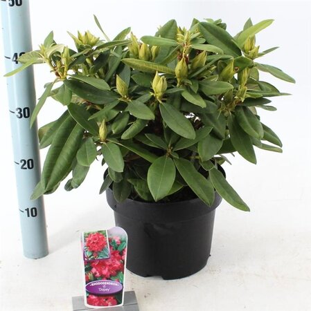Rhododendron (Y) 'Dopey' ROOD 30-40 cm cont. 5,0L - afbeelding 2
