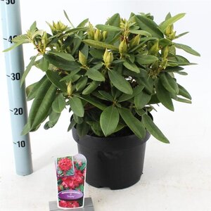 Rhododendron (Y) 'Dopey' ROOD 30-40 cm cont. 5,0L - afbeelding 2