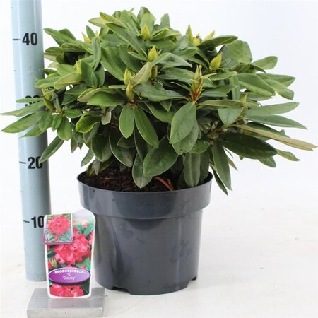 Rhododendron (Y) 'Dopey' ROOD 30-40 cm cont. 5,0L - afbeelding 3