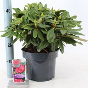 Rhododendron (Y) 'Dopey' ROOD 30-40 cm cont. 5,0L - afbeelding 3