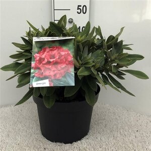 Rhododendron (Y) 'Dopey' ROOD 40 cm cont. 10L bol - afbeelding 2