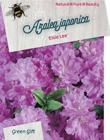 Rhododendron (AJ) 'Elsie Lee' 40-50 cm cont. 10L