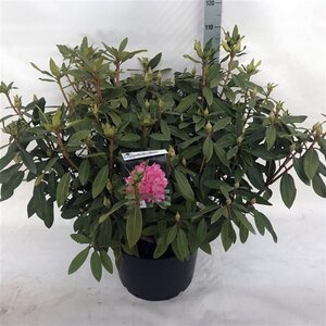 Rhododendron 'Etoile de Sleidinge' ROZE 80-100 cm cont. 40L - afbeelding 2