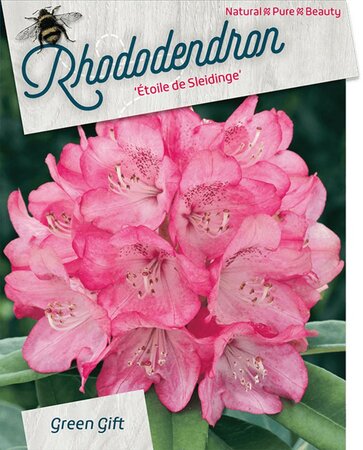 Rhododendron 'Etoile de Sleidinge' DONKERROZE 80-100 cm cont. 40L - afbeelding 1