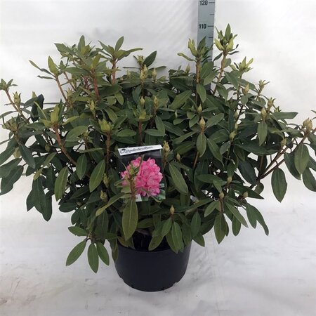 Rhododendron 'Etoile de Sleidinge' DONKERROZE 80-100 cm cont. 40L - afbeelding 2