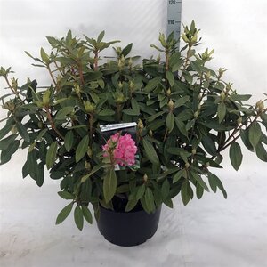 Rhododendron 'Etoile de Sleidinge' DONKERROZE 80-100 cm cont. 40L - afbeelding 2