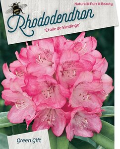 Rhododendron 'Etoile de Sleidinge' ROZE 80-100 cm cont. 40L