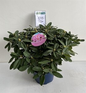 Rhododendron 'Eucharitis' ROZE 60-70 cm cont. 15L