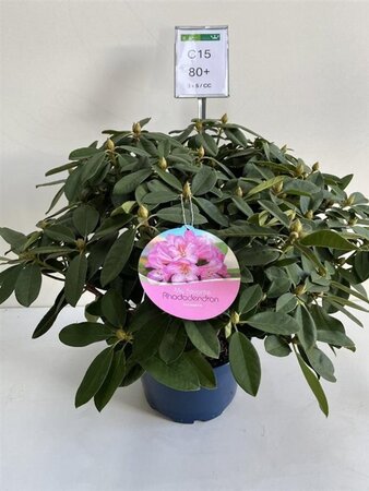 Rhododendron 'Eucharitis' ROZE 70-80 cm cont. 15L - afbeelding 2