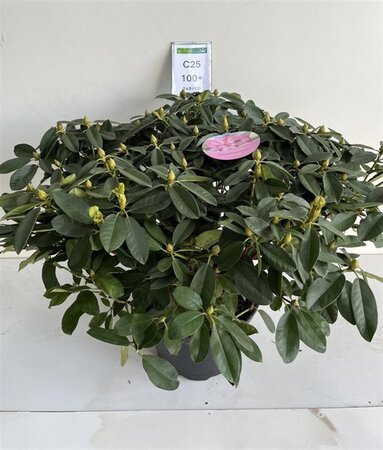 Rhododendron 'Eucharitis' ROZE 90-100 cm cont. 25L