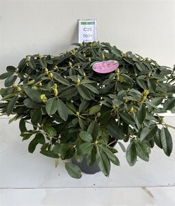 Rhododendron 'Eucharitis' ROZE 90-100 cm cont. 25L