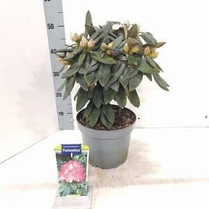 Rhododendron (Y) 'Fantastica' ROZE 25-30 cm cont. 5,0L - afbeelding 1