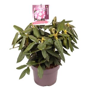 Rhododendron (Y) 'Fantastica' ROZE 25-30 cm cont. 5,0L - afbeelding 4