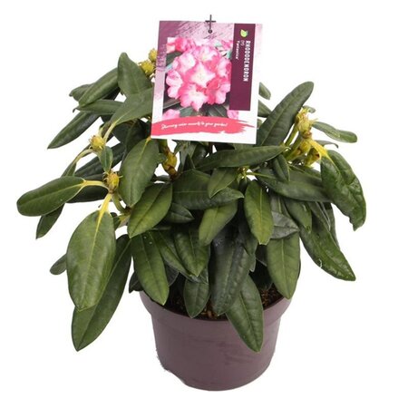 Rhododendron (Y) 'Fantastica' ROZE 25-30 cm cont. 5,0L - afbeelding 1