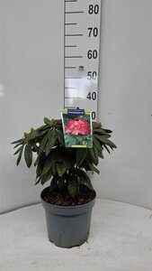 Rhododendron (Y) 'Fantastica' ROZE 25-30 cm cont. 5,0L - afbeelding 2