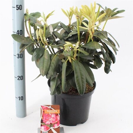 Rhododendron (Y) 'Fantastica' ROZE 25-30 cm cont. 5,0L - afbeelding 2