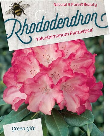 Rhododendron (Y) 'Fantastica' ROZE 30-40 cm cont. 10L - afbeelding 1