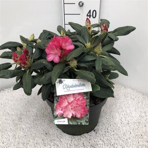 Rhododendron (Y) 'Fantastica' ROZE 30-40 cm cont. 10L - afbeelding 2