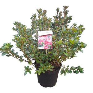 Rhododendron (AJ) 'Florida' ROOD 40-50 cm cont. 10L - afbeelding 4