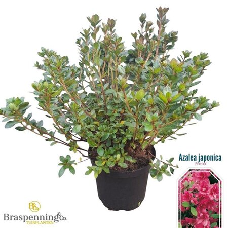 Rhododendron (AJ) 'Florida' ROOD 40-50 cm cont. 10L - afbeelding 2