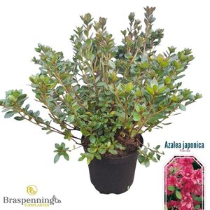 Rhododendron (AJ) 'Florida' ROOD 40-50 cm cont. 10L - afbeelding 2
