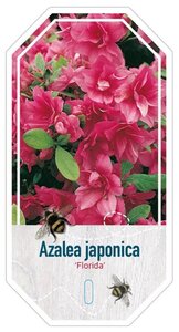 Rhododendron (AJ) 'Florida' ROOD 70-80 cm cont. 40L