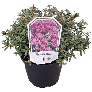 Rhododendron 'Frosthexe' 25-30 cm cont. 3,0L
