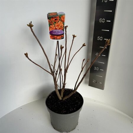 Rhododendron knaphill  'Golden Eagle' ORANJE 40-50 cm cont. 5,0L - afbeelding 2