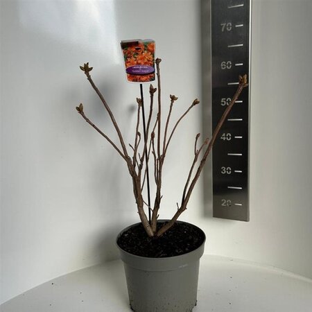 Rhododendron knaphill  'Golden Eagle' ORANJE 40-50 cm cont. 5,0L - afbeelding 3