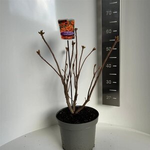 Rhododendron knaphill  'Golden Eagle' ORANJE 40-50 cm cont. 5,0L - afbeelding 3
