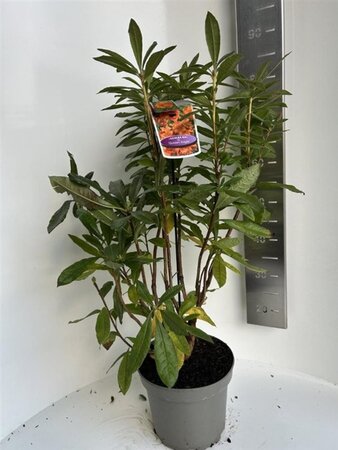 Rhododendron knaphill  'Golden Eagle' ORANJE 40-50 cm cont. 5,0L - afbeelding 2