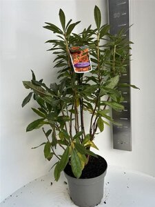 Rhododendron knaphill  'Golden Eagle' ORANJE 40-50 cm cont. 5,0L - afbeelding 2