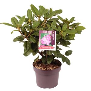 Rhododendron 'Germania' ROZE 30-40 cm cont. 5,0L - afbeelding 6