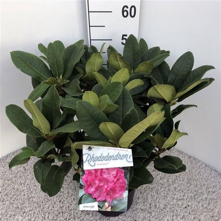 Rhododendron 'Germania' ROZE 30-40 cm cont. 5,0L - afbeelding 7