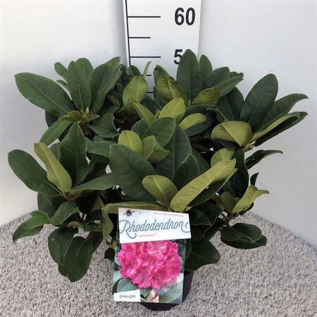 Rhododendron 'Germania' ROZE 30-40 cm cont. 5,0L - afbeelding 3