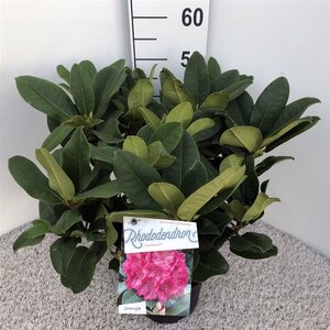 Rhododendron 'Germania' ROZE 30-40 cm cont. 5,0L - afbeelding 3