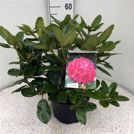Rhododendron 'Germania' ROZE 40-50 cm cont. 10L - afbeelding 2