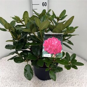 Rhododendron 'Germania' ROZE 40-50 cm cont. 10L - afbeelding 2