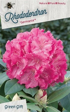 Rhododendron 'Germania' ROZE 50-60 cm cont. 10L - afbeelding 4