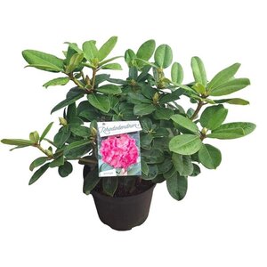 Rhododendron 'Germania' ROZE 50-60 cm cont. 10L - afbeelding 5